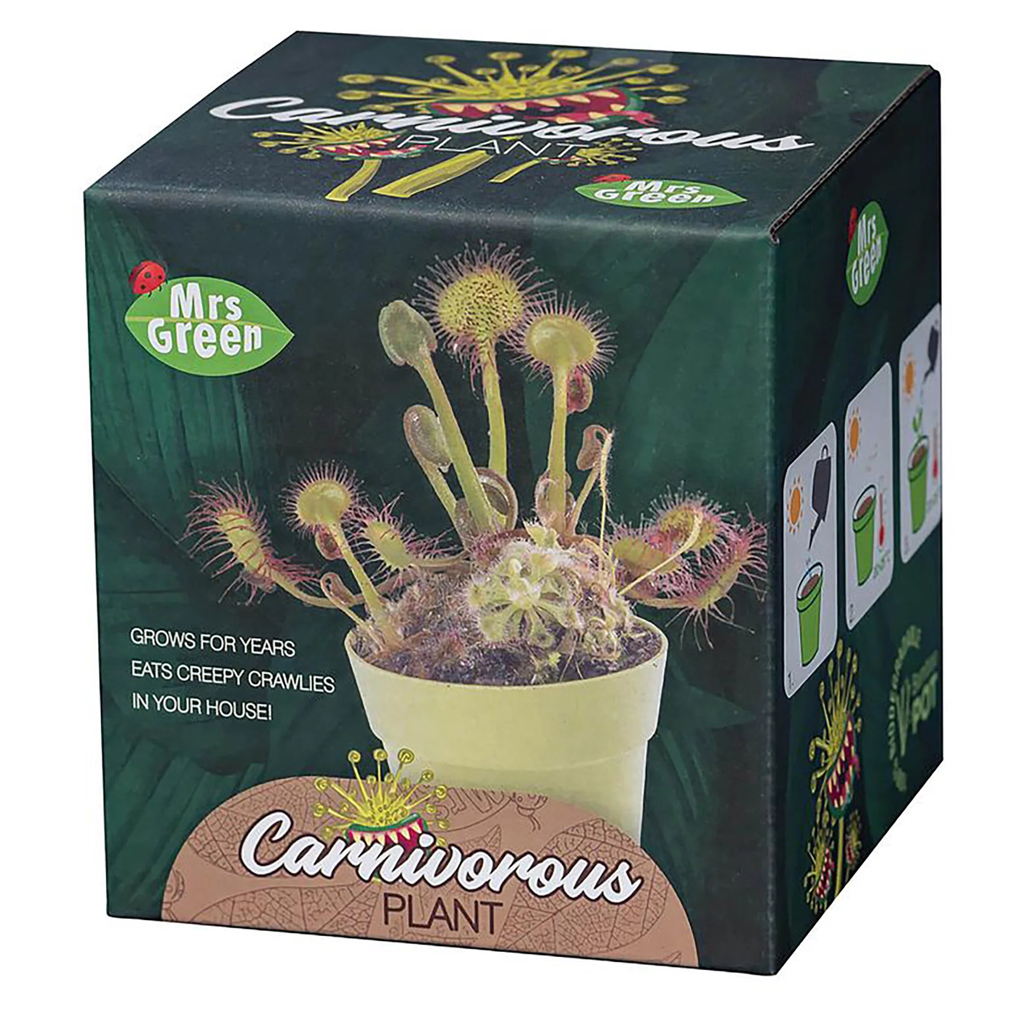Mrs Green Grow Your own Carnivorous Plant - Image 4
